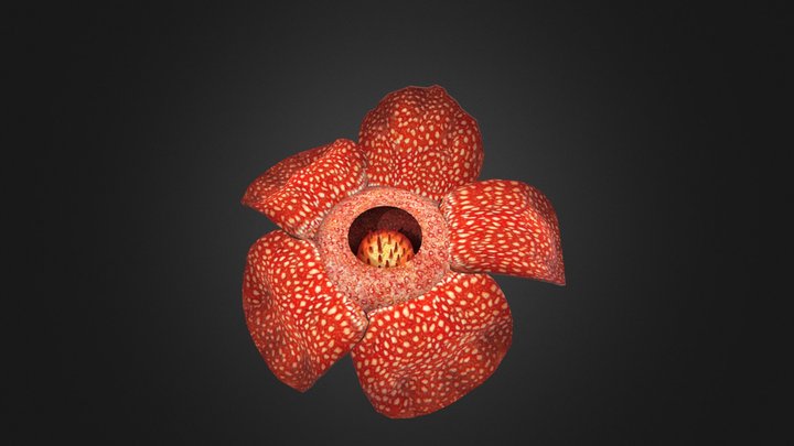 Rafflesia on a rotten log4 3D Model