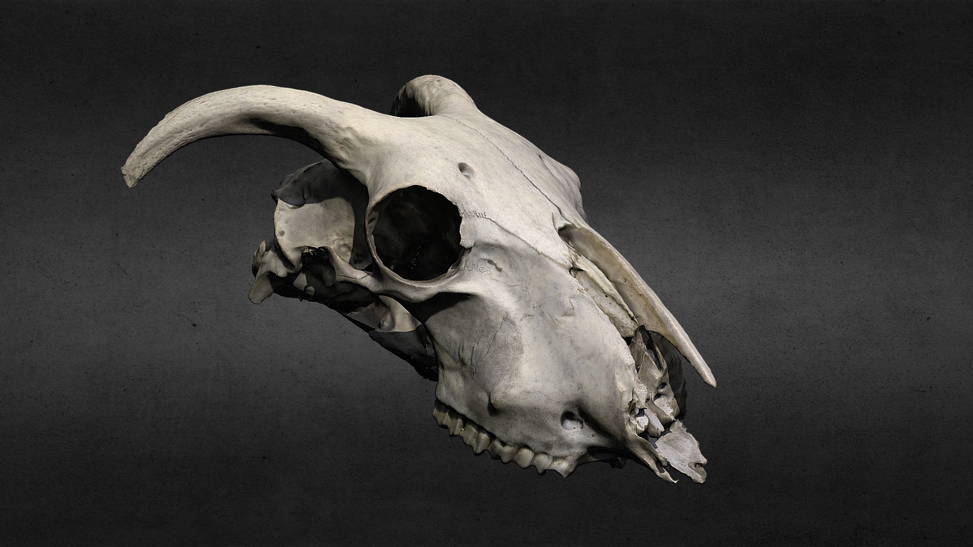 3D model Sheep Skull - This is a 3D model of the Sheep Skull. The 3D model is about a skull of an animal.