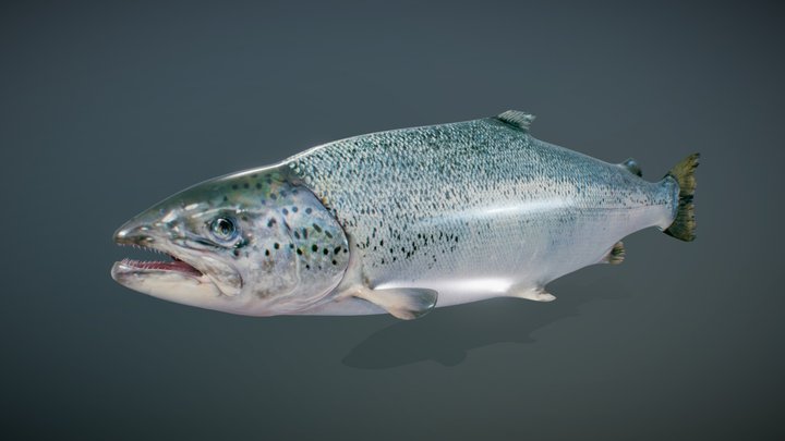 Atlantic Salmon Fish 3D Model