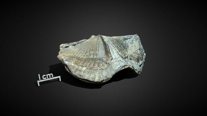 Spinocyrtia Granulosa (Conrad) 3D Model
