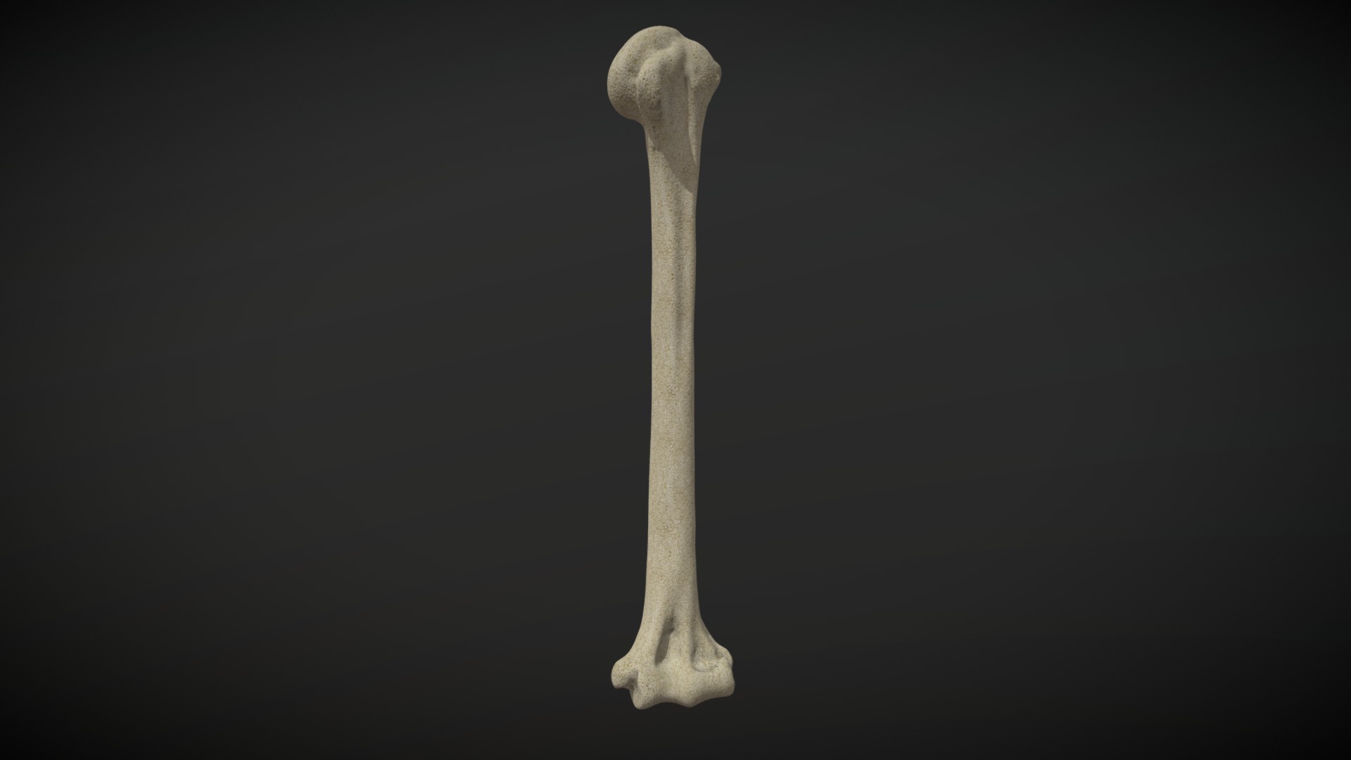 3D model Humerus/Humero - This is a 3D model of the Humerus/Humero. The 3D model is about a bone on a black background.