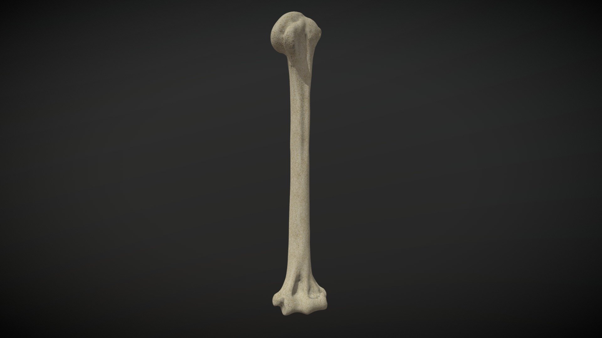 Humerus/Humero - Buy Royalty Free 3D model by Ualde (@sebaualde ...