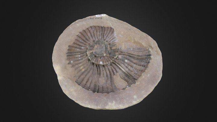 Cephalopod: Gunnarites sp. (PRI 61543) - Mold