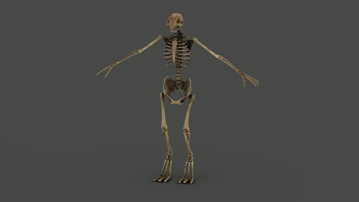Turner Skeleton 3D Model