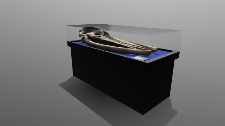 Balaenoptera cortesii var. portisi 3D Model