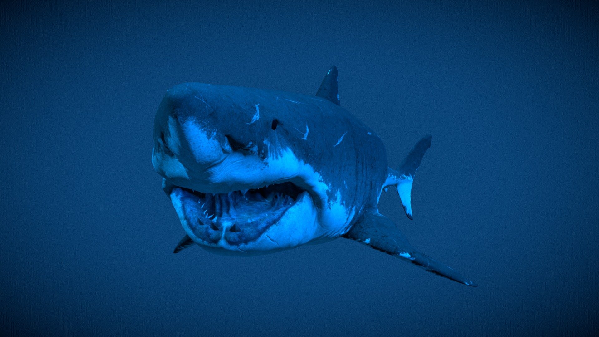 Megalodon - Download Free 3D model by Sealife Fan 3 (@SealifeFan3 ...