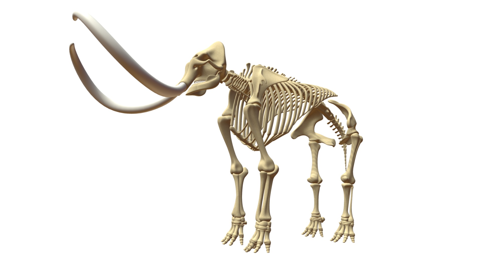 3D model Mammoth Skeleton - This is a 3D model of the Mammoth Skeleton. The 3D model is about a close-up of a skeleton.