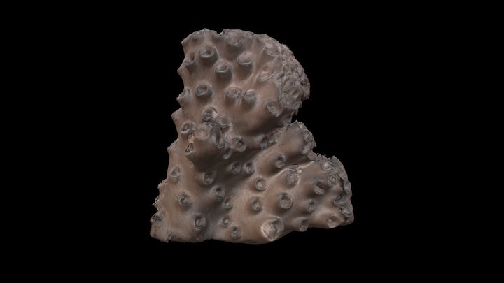 X Turbinaria peltata (Esper, 1794) 3D Model