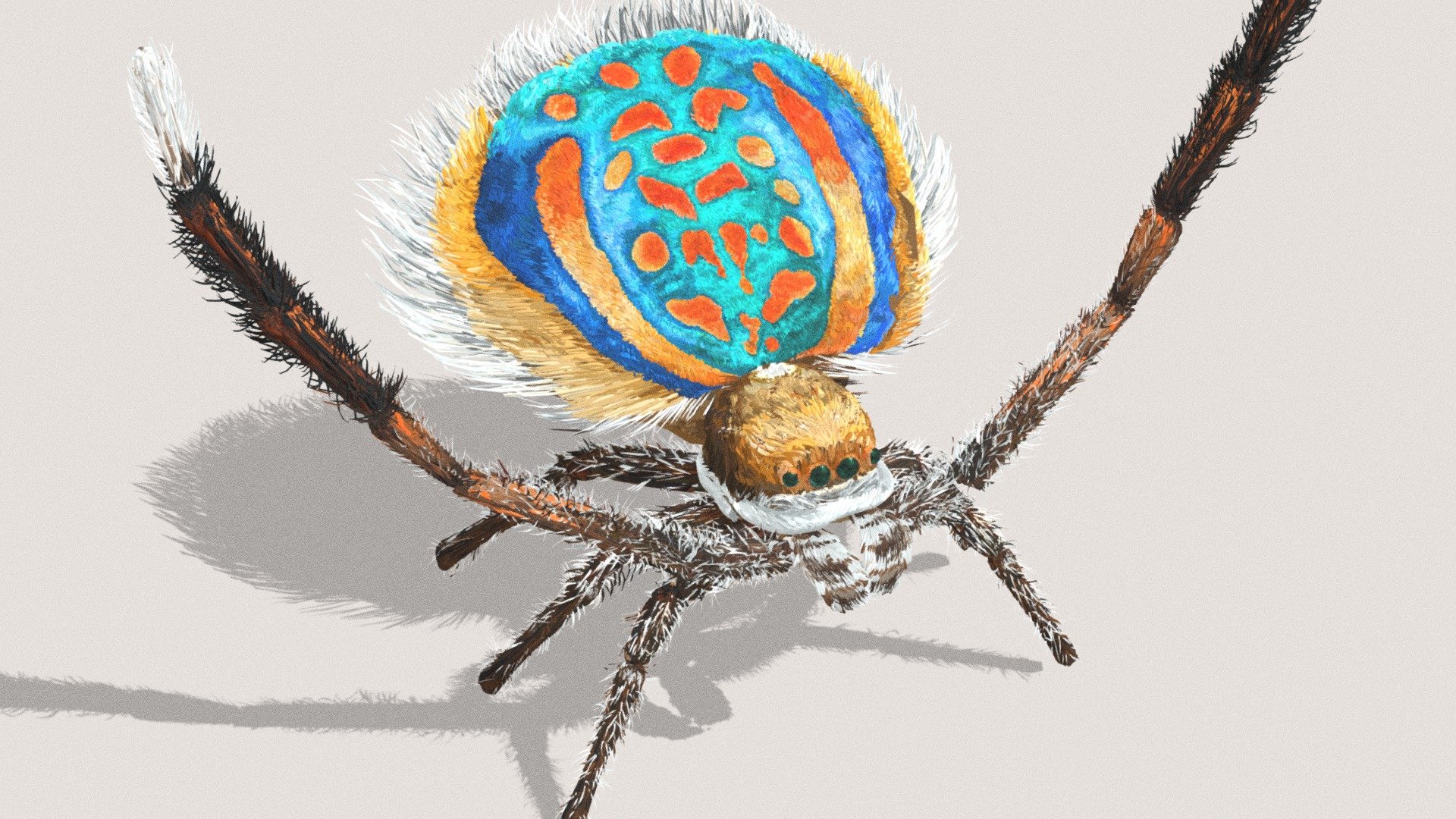 Peacock Spider