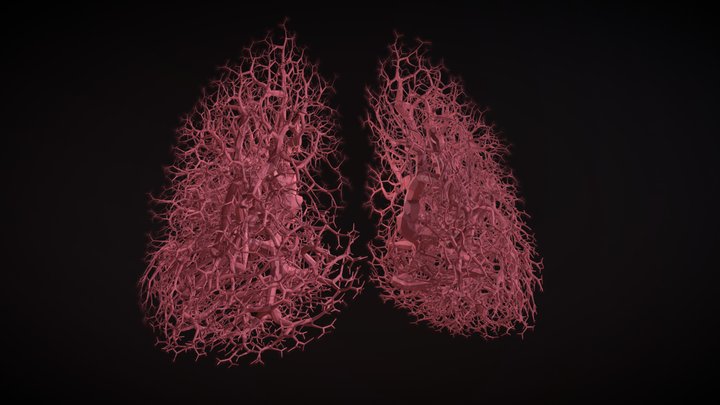 human lungs - procedurally grown 3D Model