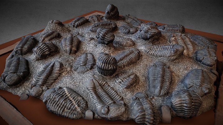 Trilobites 3D Model