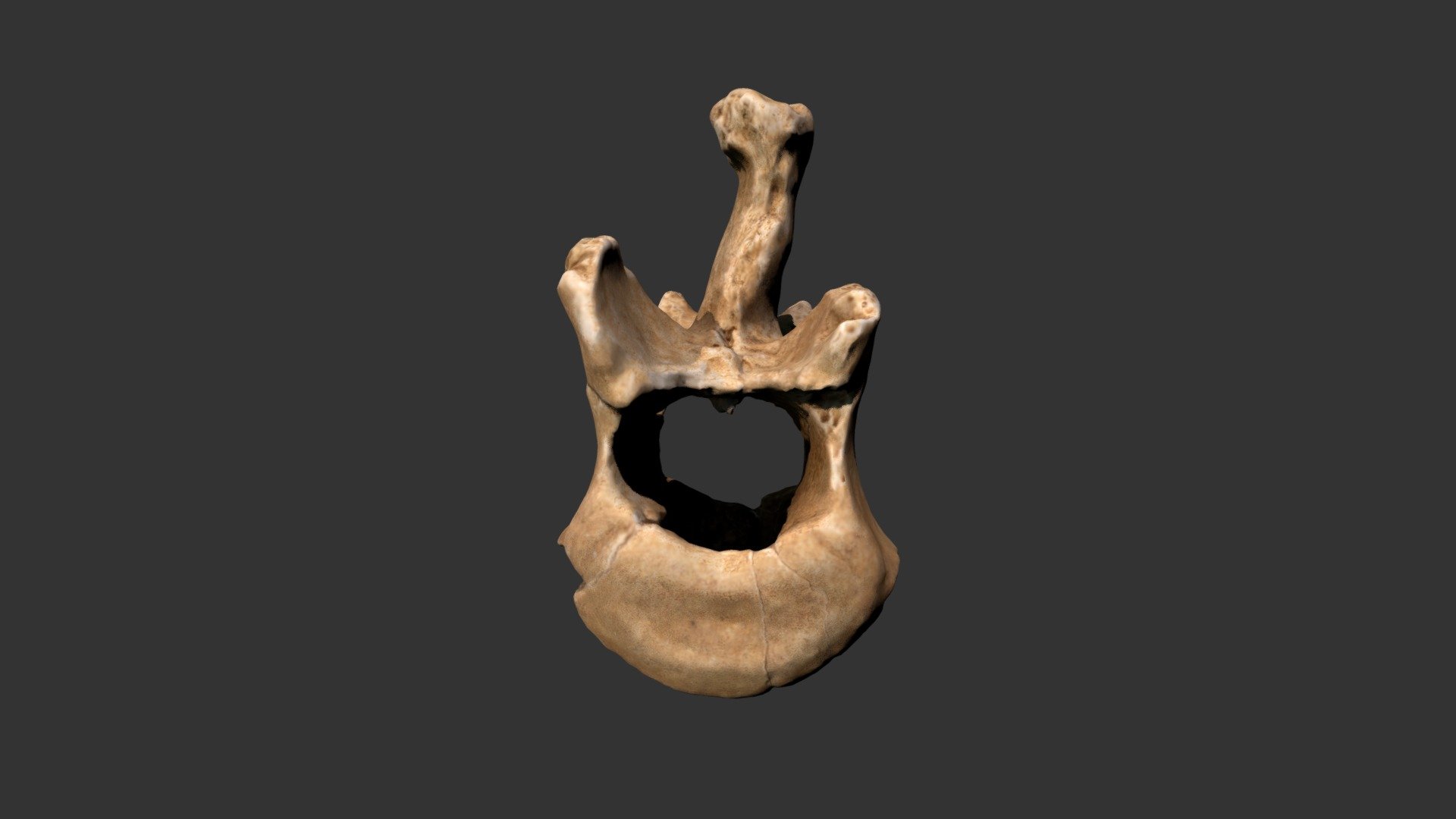 Dog Vertebra (DB8B.2vL1)