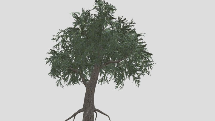 Silver willow tree