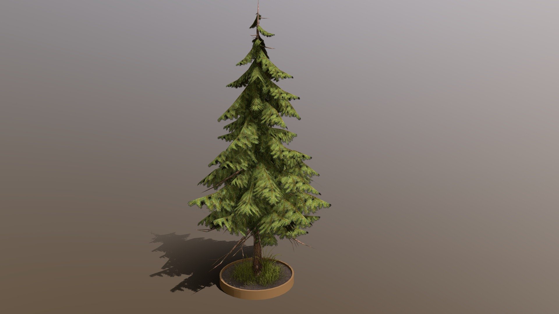 Pine Tree Download Free 3d Model By 3dbogi Dc39866 Sketchfab