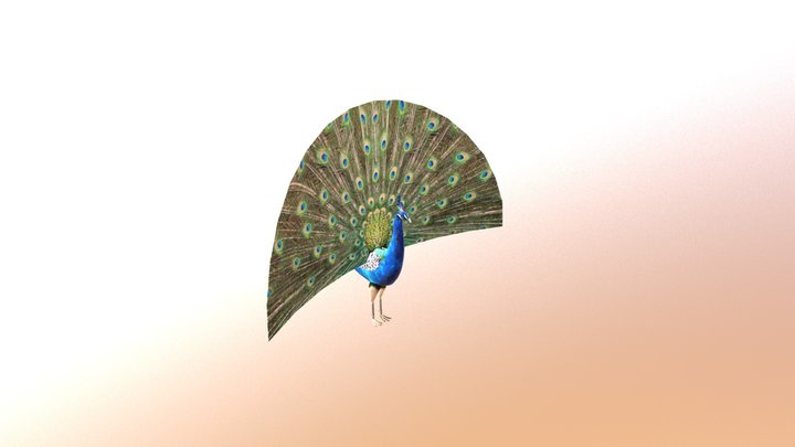 Peacock 3D Model