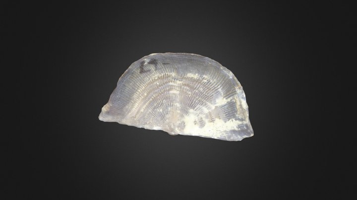 Brachiopod: Leptaena rhomboidalis (PRI 76916) – Modello 3D gratuito STL