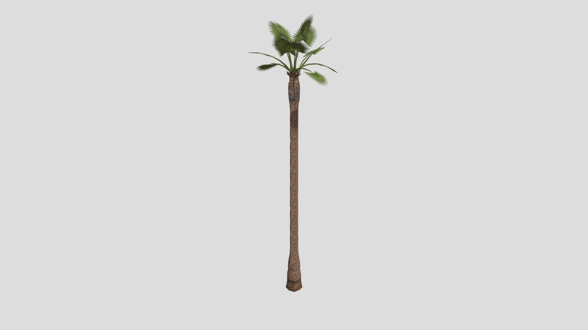 Palm tree 1