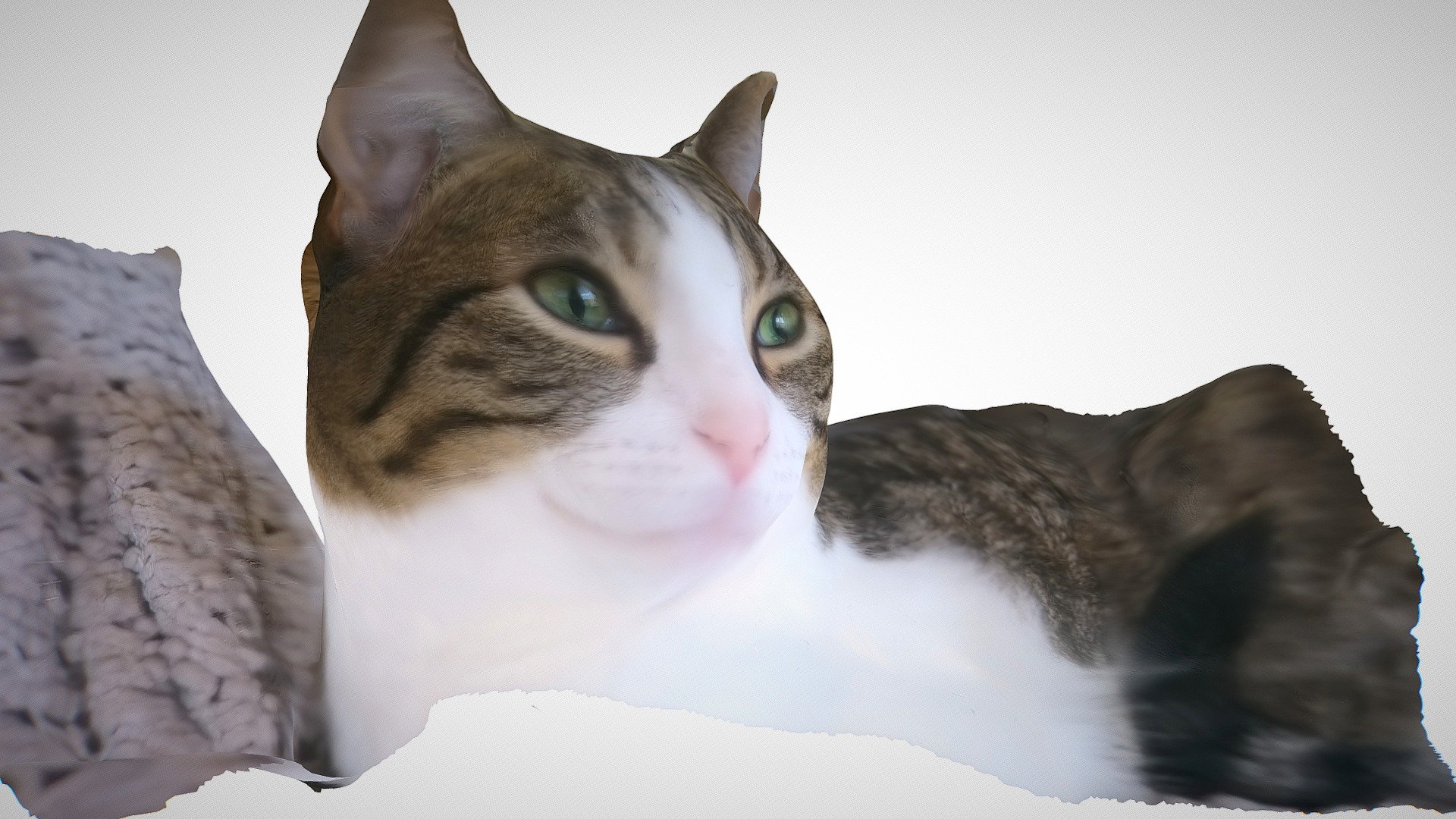 Photogrammetry Experiment: Cat's Face - Download Free 3D model by ...