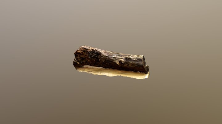 Log from American Willow 3D Model