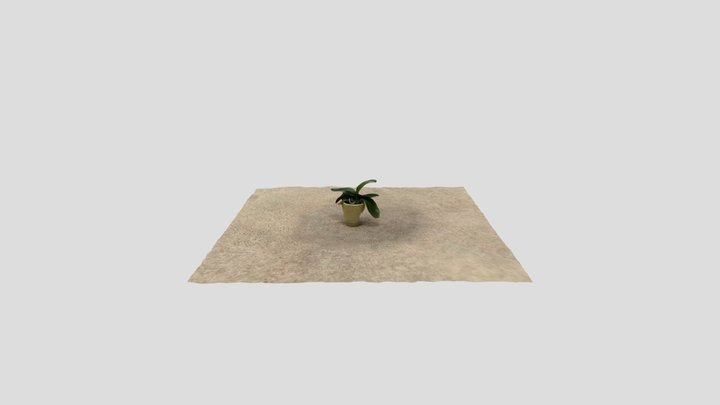 Phalaenopsis Orchid 3D Model