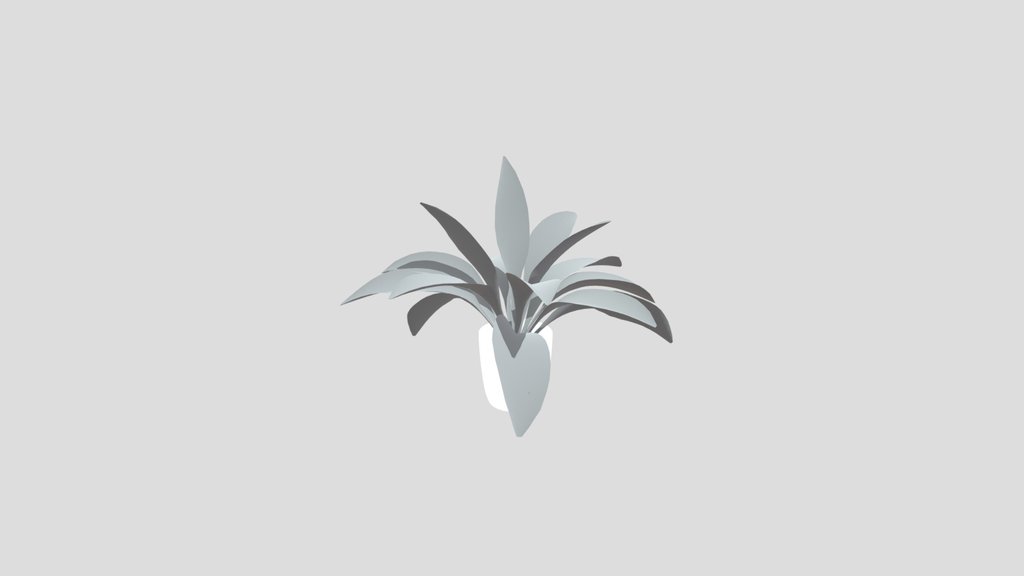 Haran Iron Plant Young Var Potted