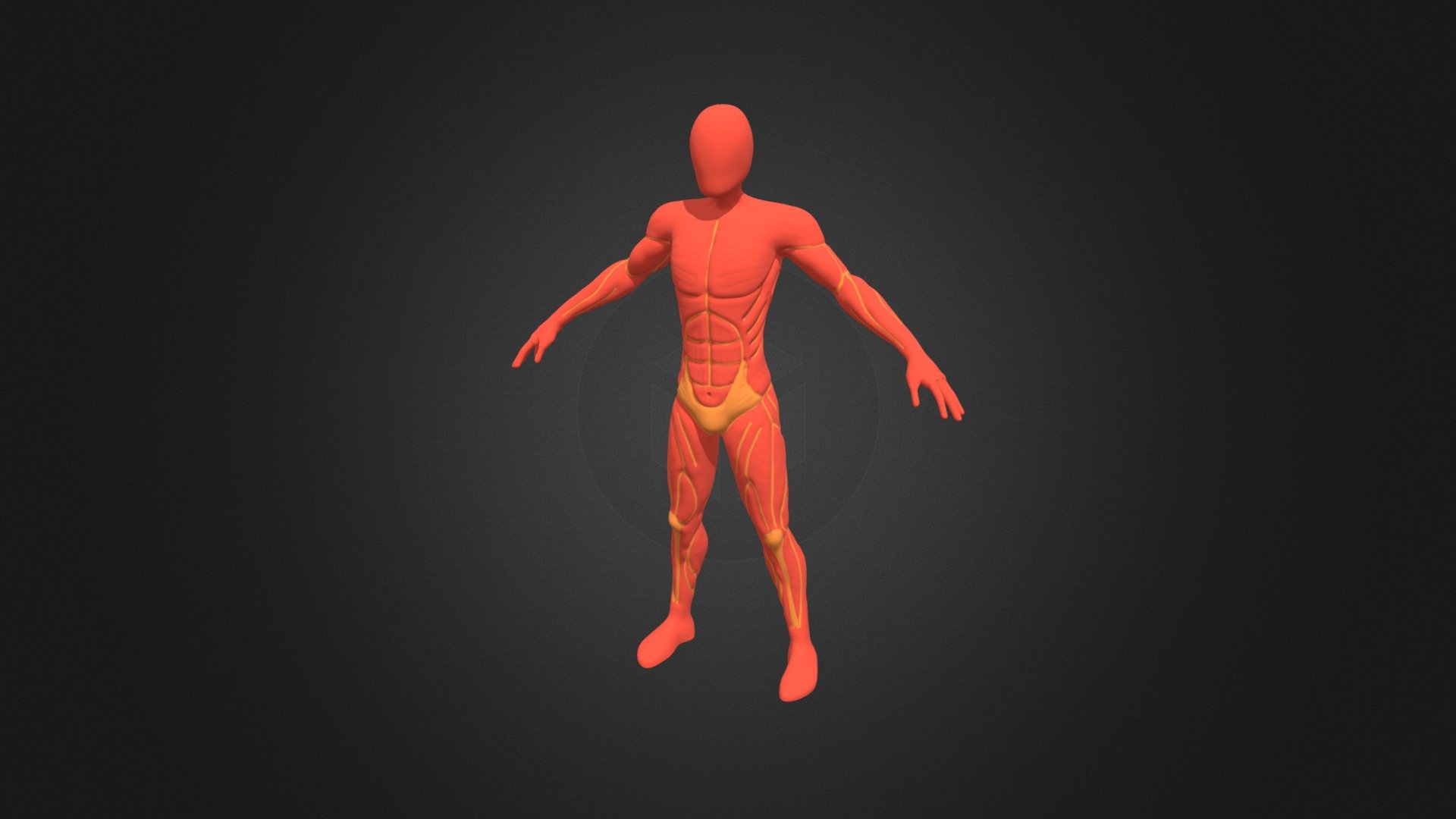 284_Anatomie_ROBERT_Tristan