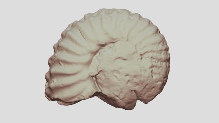 IGC0211_Mortoniceras_(Angolaites)_wintoni_[high]