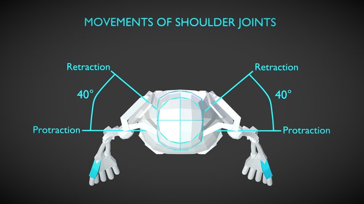 Shoulder Movement Animation 3D Model