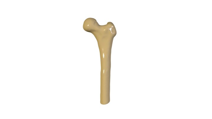 Porción superior de fémur 3D Model