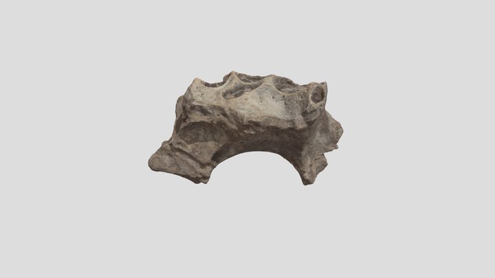 Hyaenid cranium fragment THOR14#39 3D Model