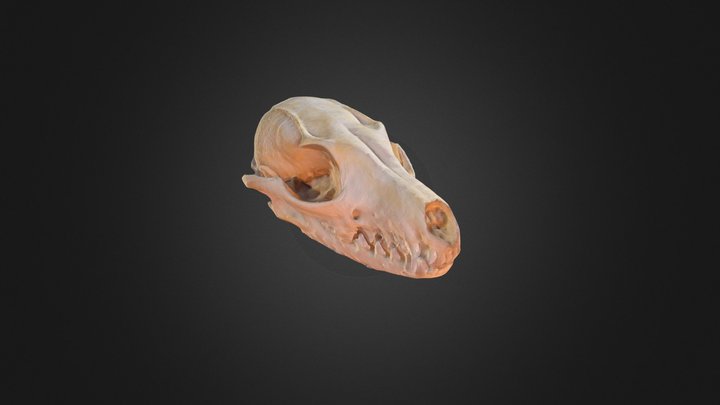 Grey Fox Skull 3D Model