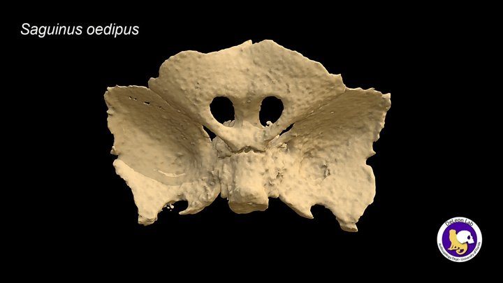 Sphenoid (newborn Saguinus oedipus) 3D Model
