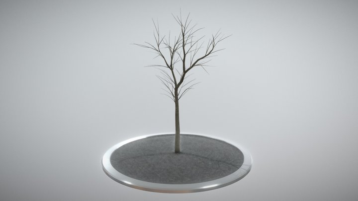 Rowan Tree - Sorbus-Aucuparia - 4m -  Winter 3D Model