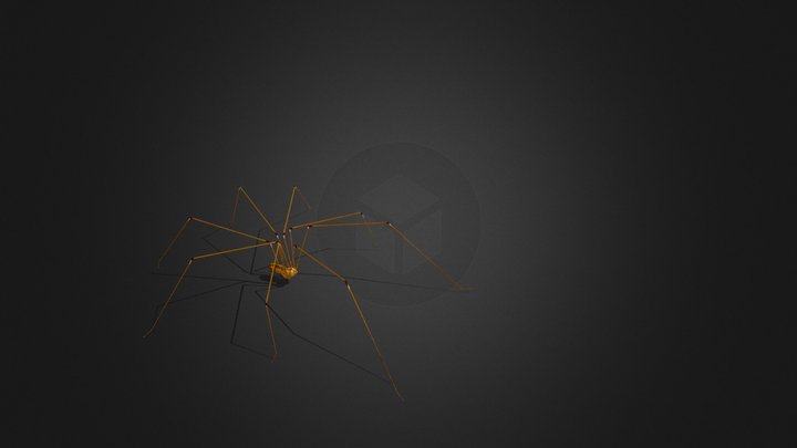 Spider Pholcus Phalangioides Walking 3D Model