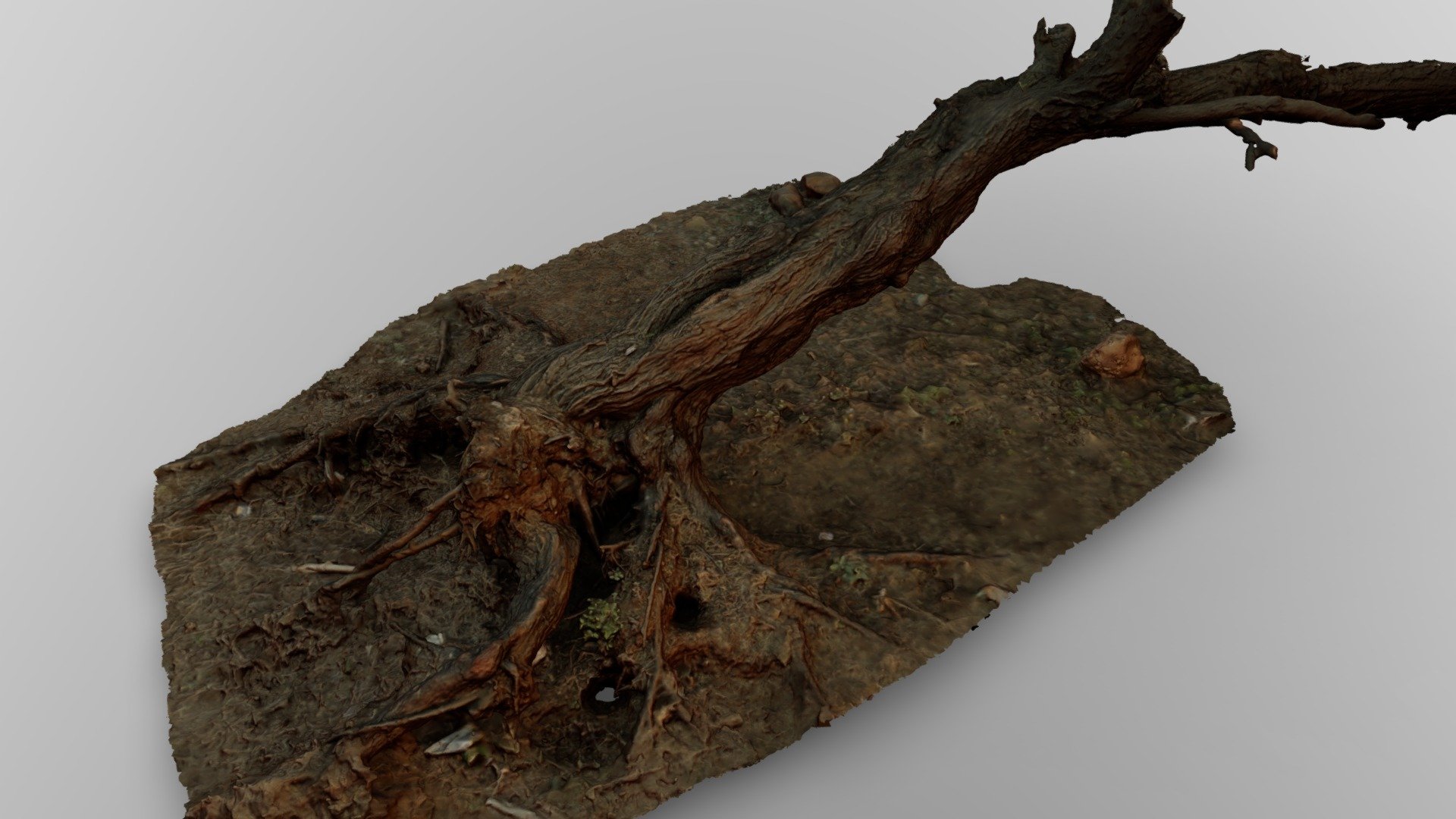 acacia tree