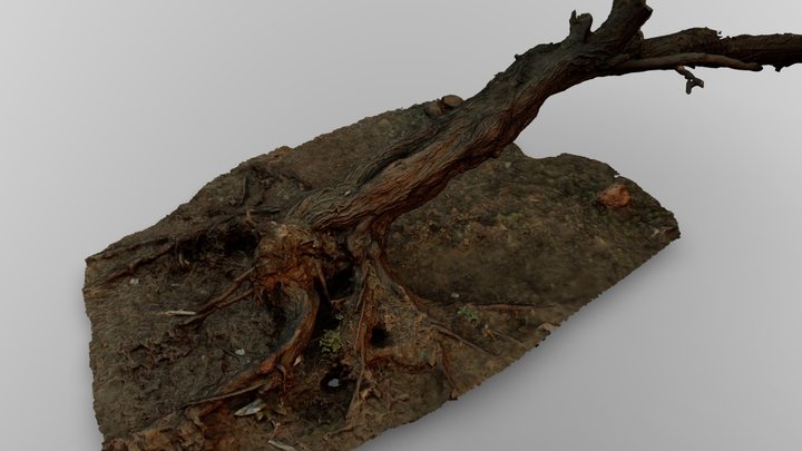acacia tree 3D Model