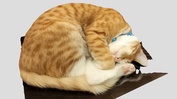 Sleeping cat 3D Model