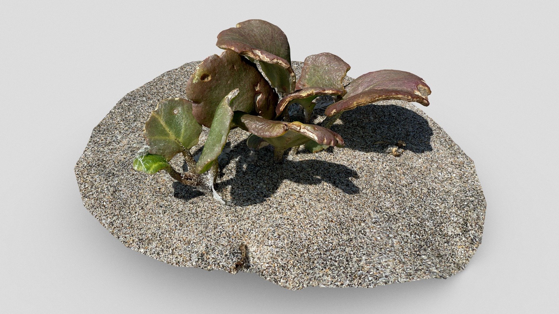 Plant in the sand
