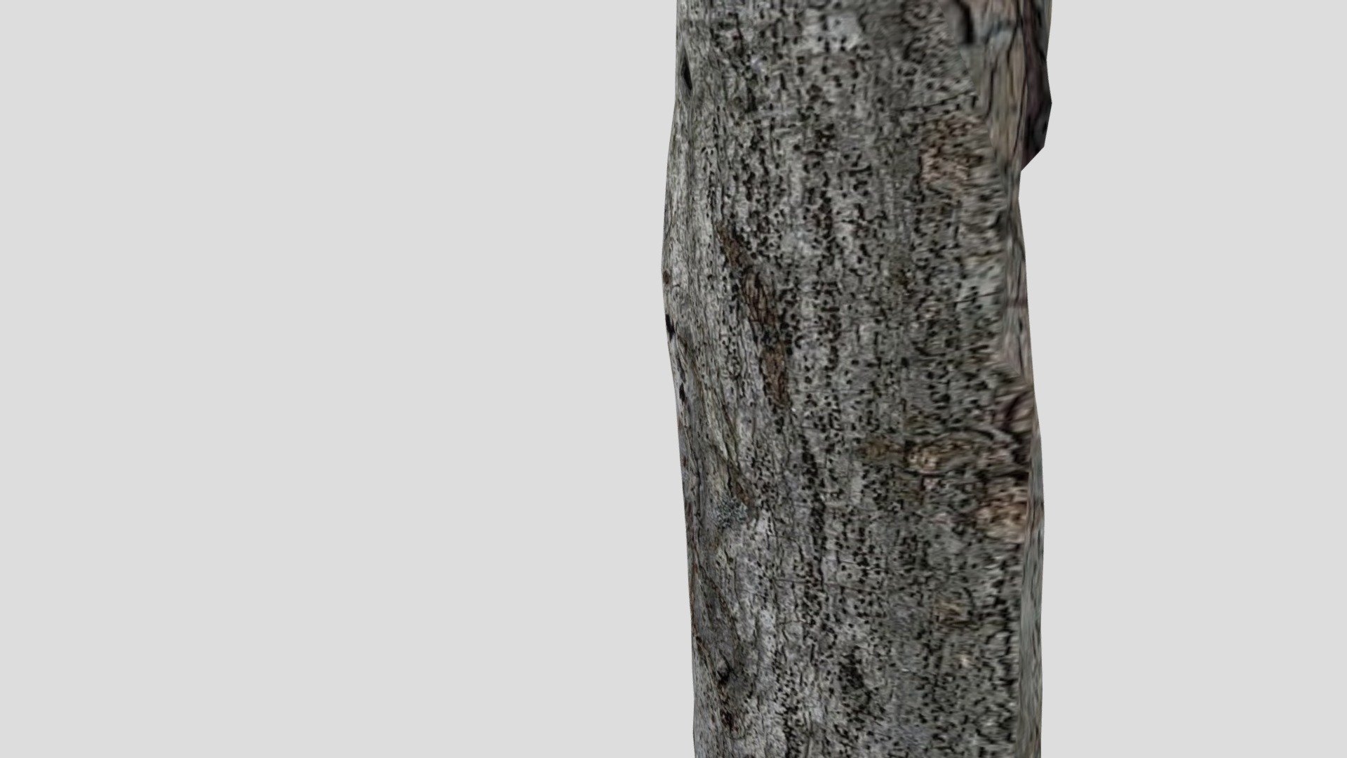 Dendro_ken