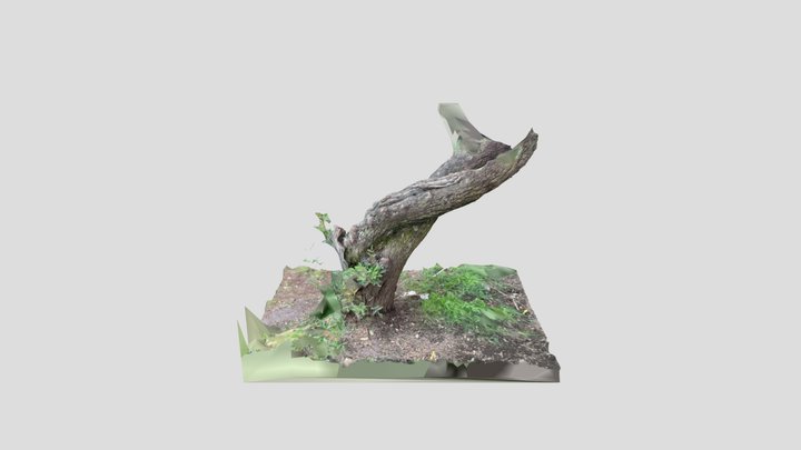 Tree Trunk 003 3D Model