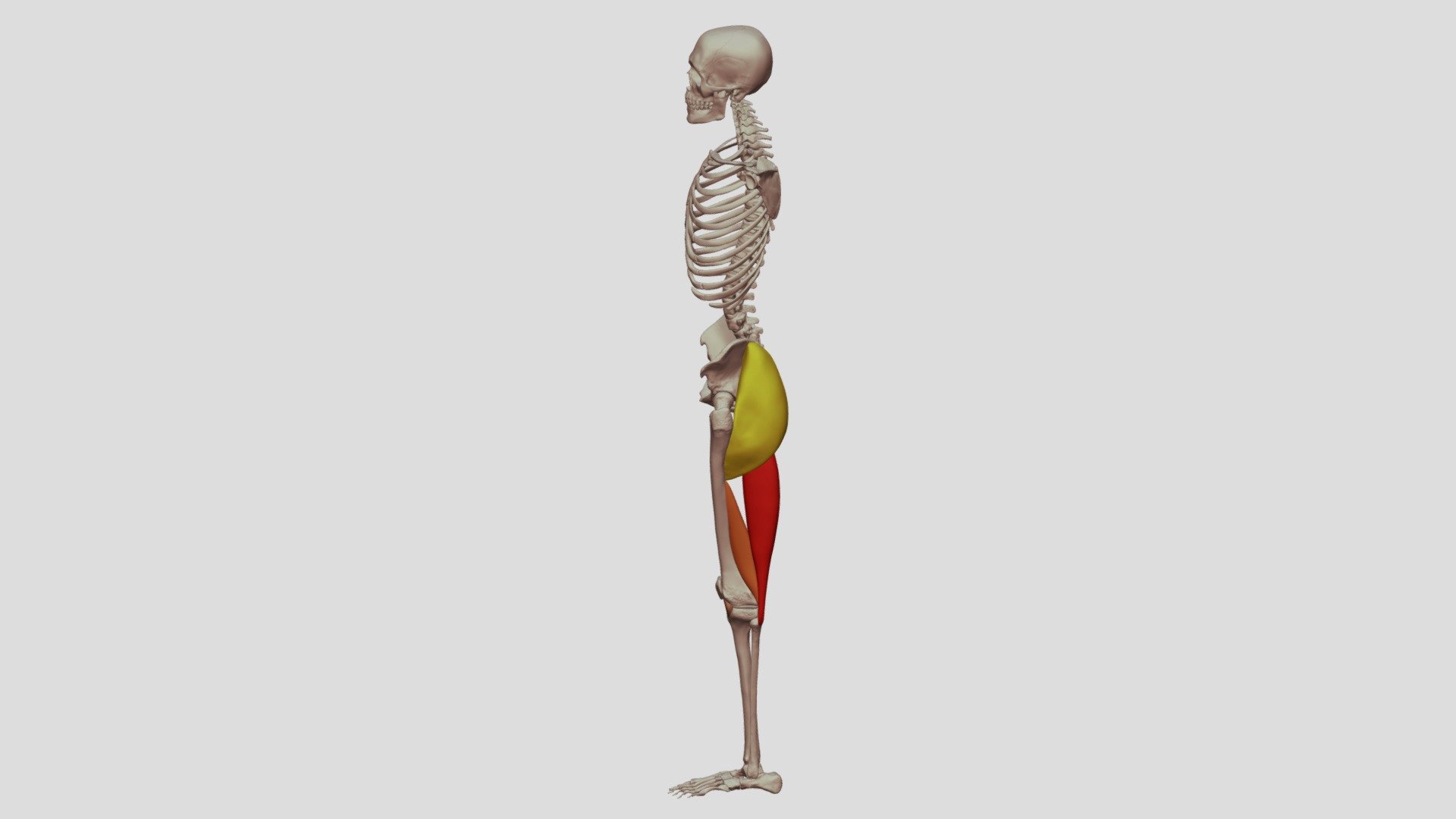 Gluteus Maximus and Biceps Femoris - 3D model by Digital Ecorche ...