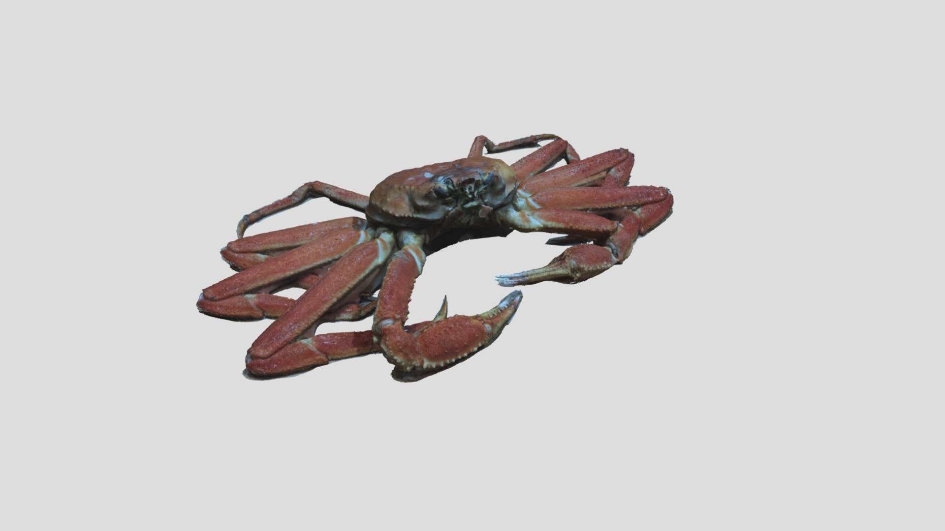 The boiled Korean snow crab