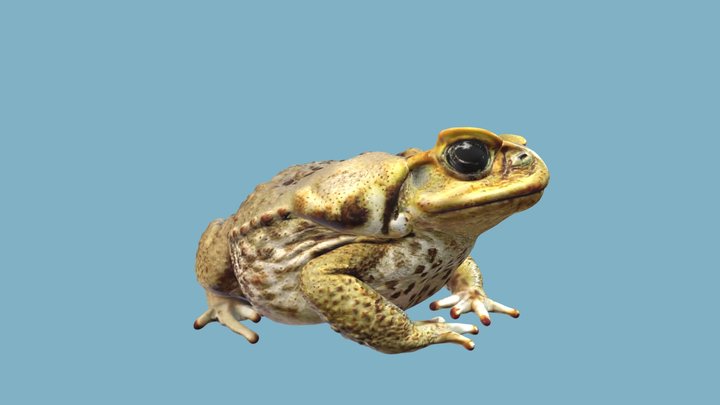 Kane Toad 3D Model