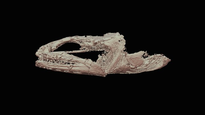 Rhynchorhinus major - London Clay - CT Scan 3D Model