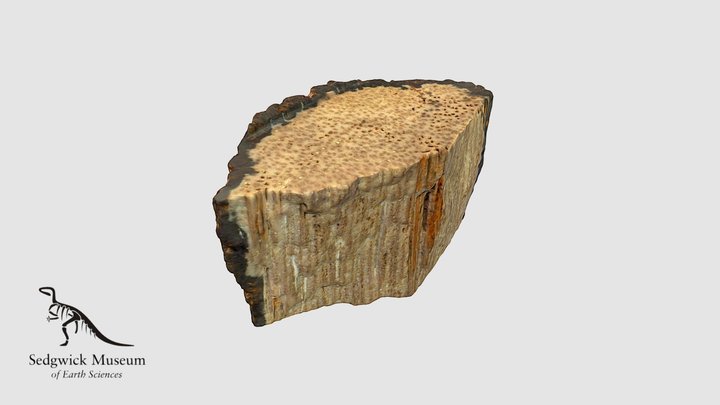 EduF407 Petrified Wood 3D Model