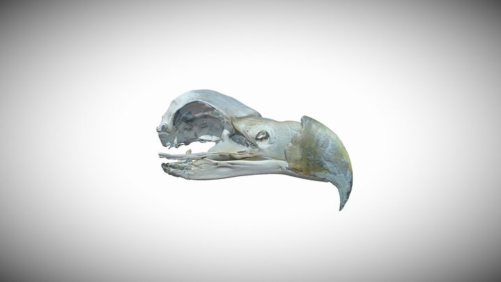 Череп. Haliaeetus pelagicus. Steller’s sea eagle 3D Model