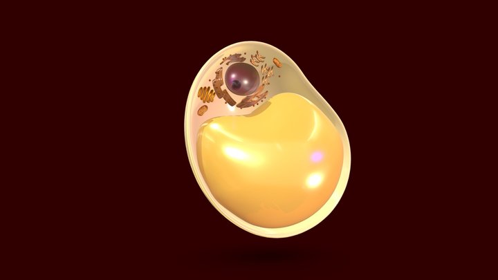 Adipocytes 3D Model