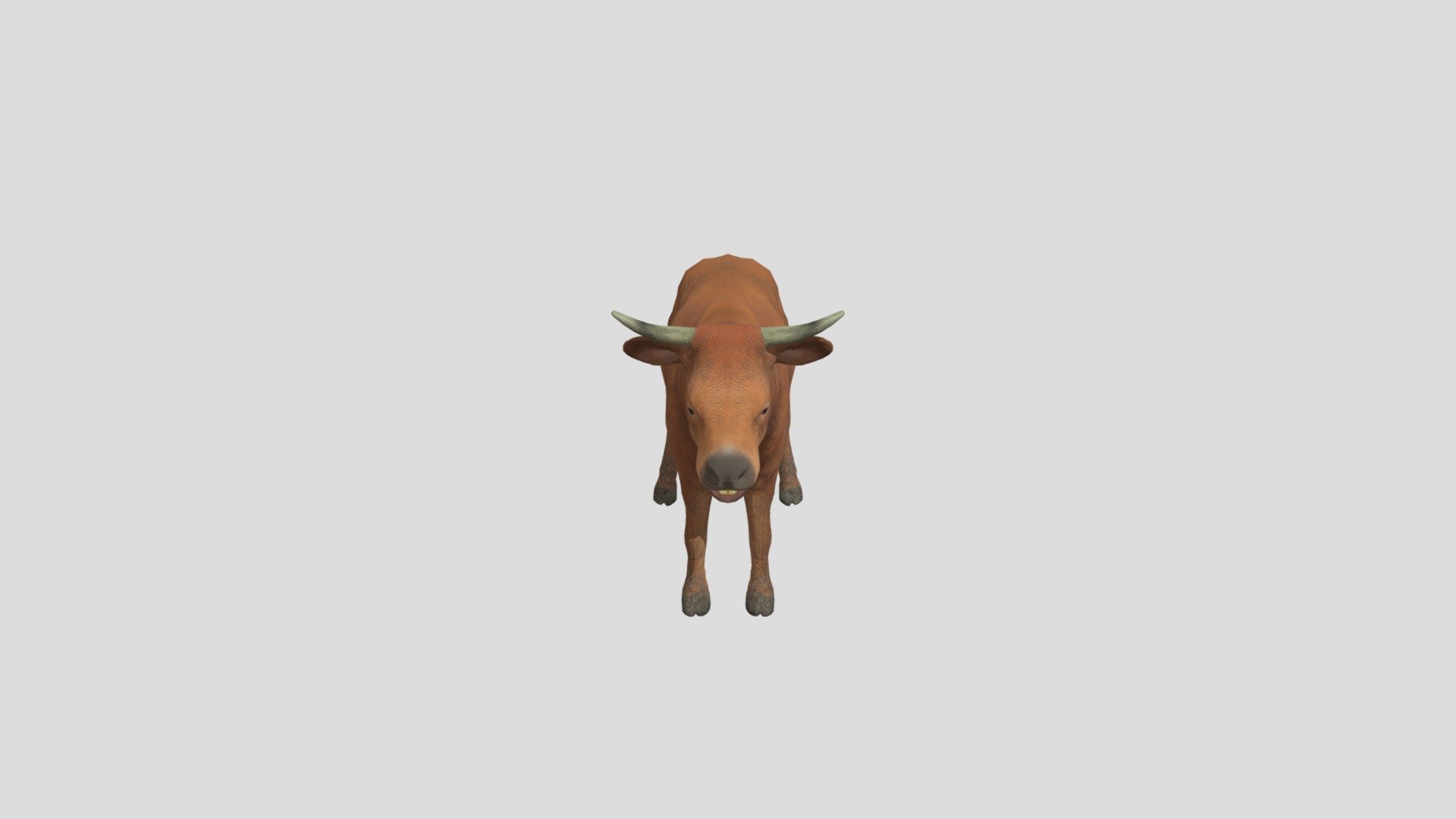 Cow