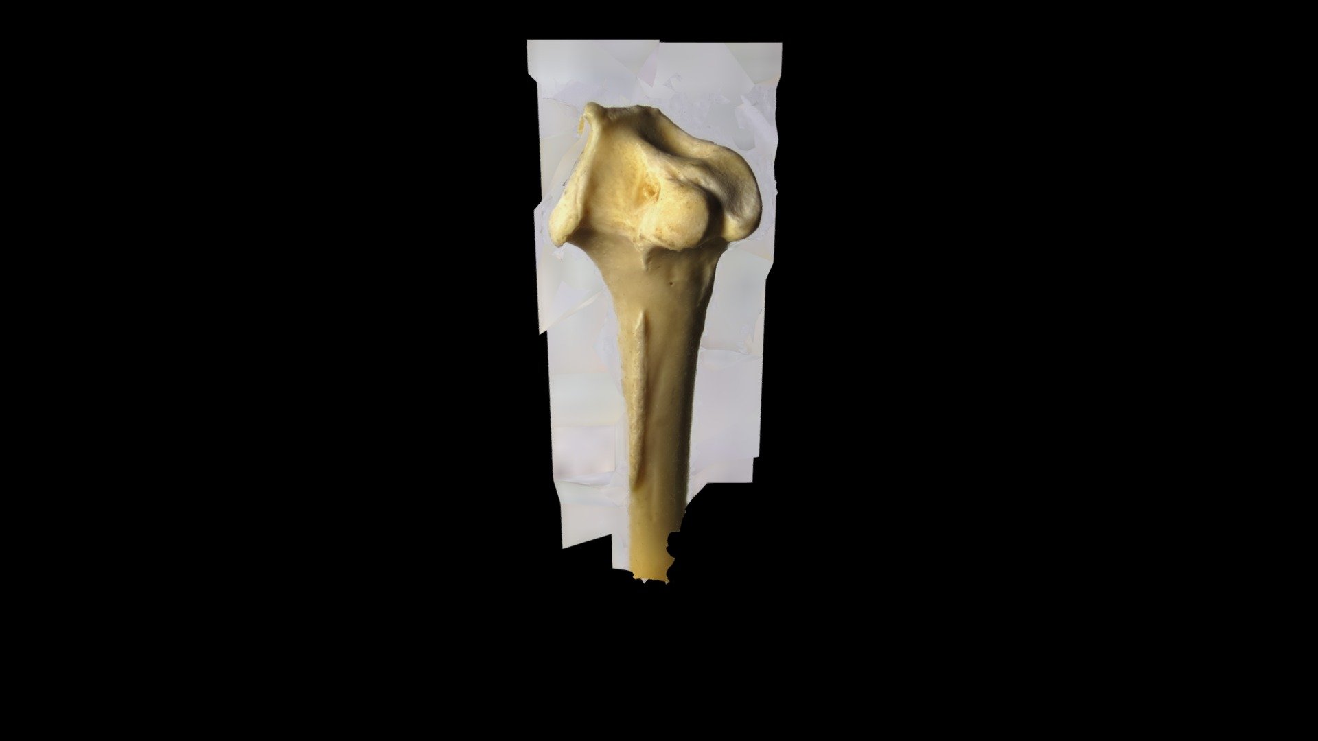 Tibiotarsus of a healthy chicken, knee joint