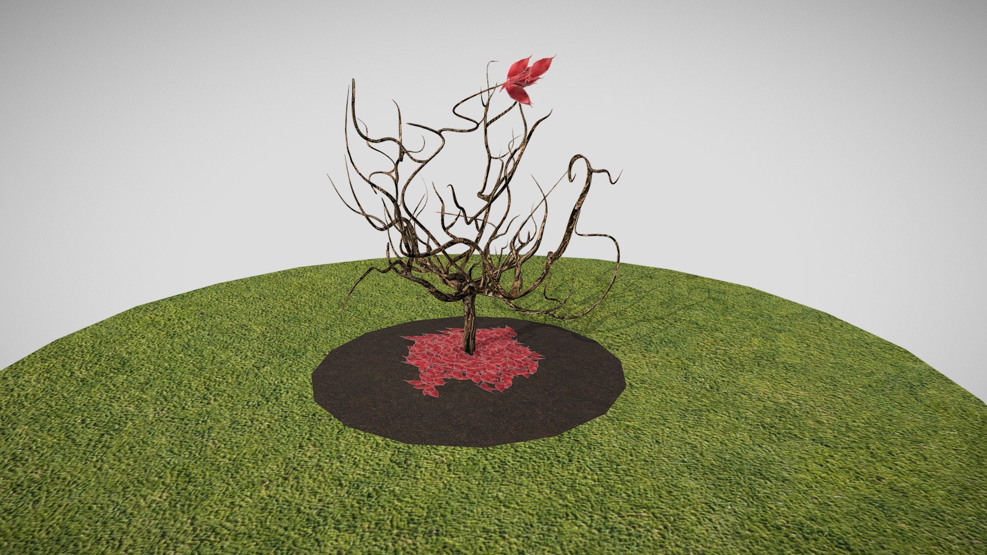 Japanese Maple Tree